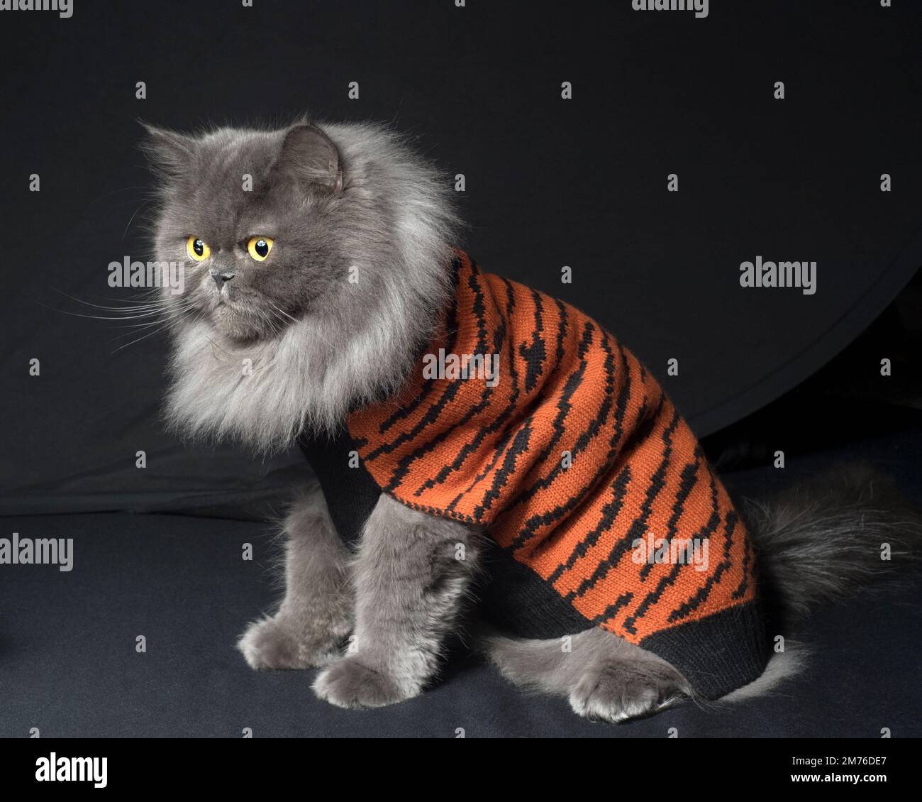 Orange cat cheap sweater