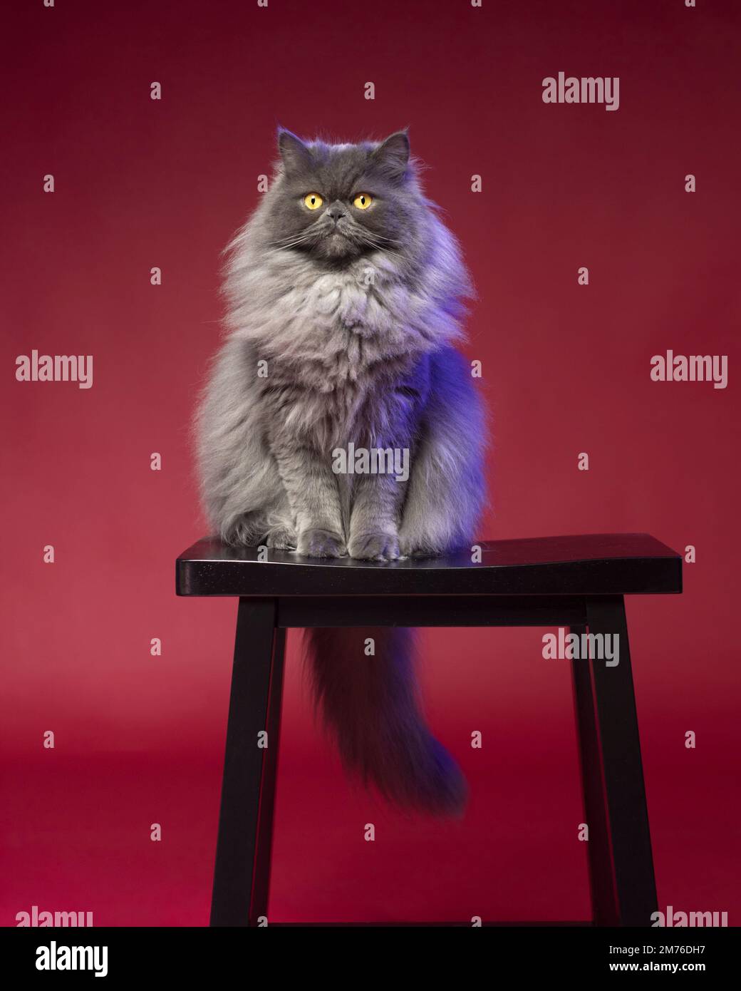 Pretty fluffy grey cat sitting on a stool Stock Photo Alamy