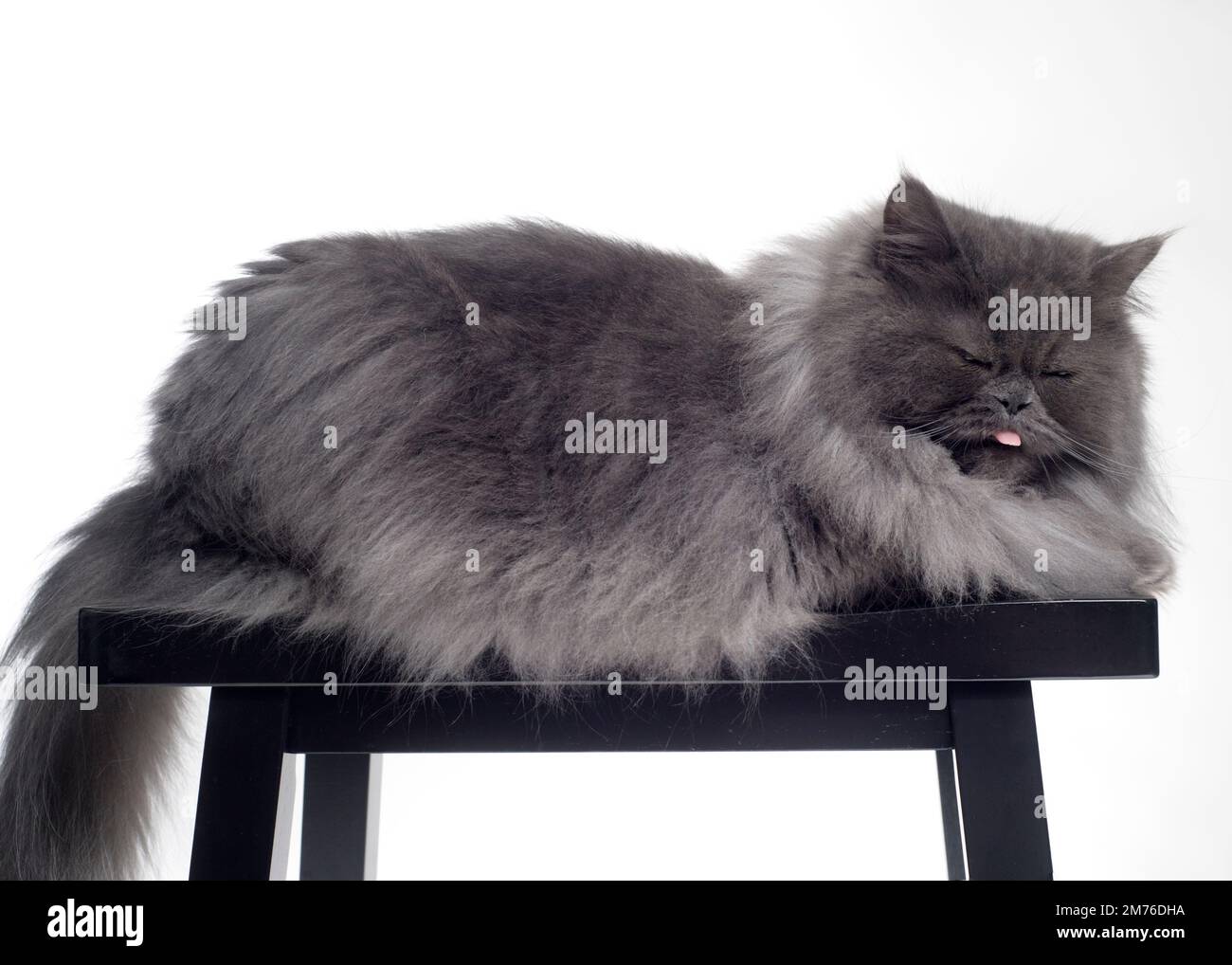 Funny picture of a fluffy grey cat sticking his tongue out looking grumpy. Stock Photo