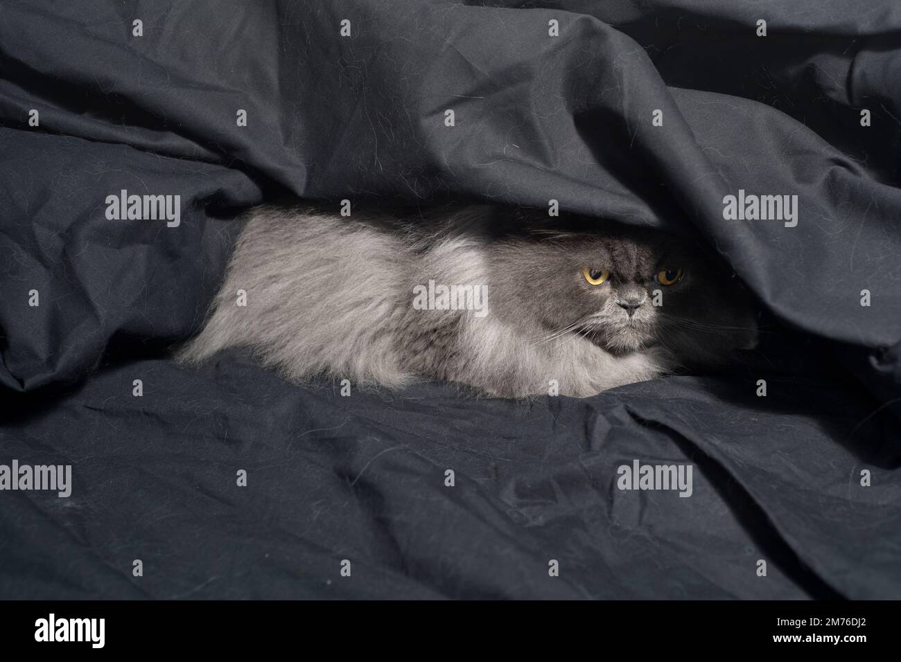 Grumpy looking fluffy grey cat hiding under black sheets Stock Photo