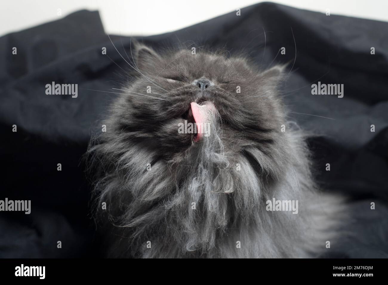 Long haired grey cat cleaning his chest floof Stock Photo Alamy