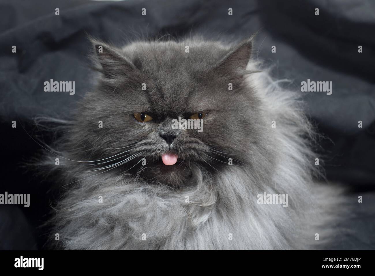 Funny portrait of a fluffy grey cat sticking his tongue out looking grumpy. Stock Photo