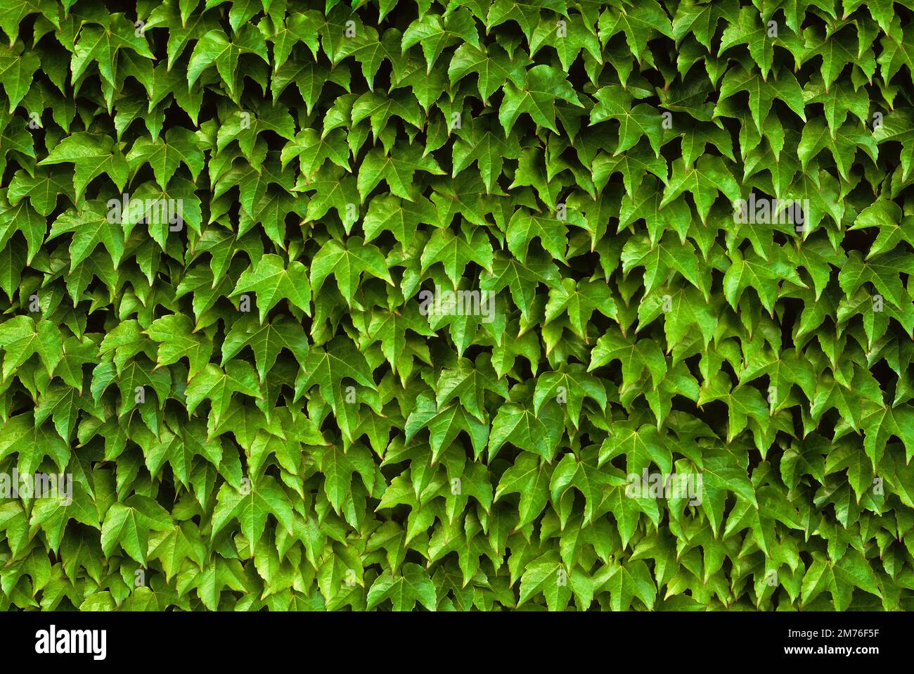 Ivy growing on a wall Stock Photo Alamy