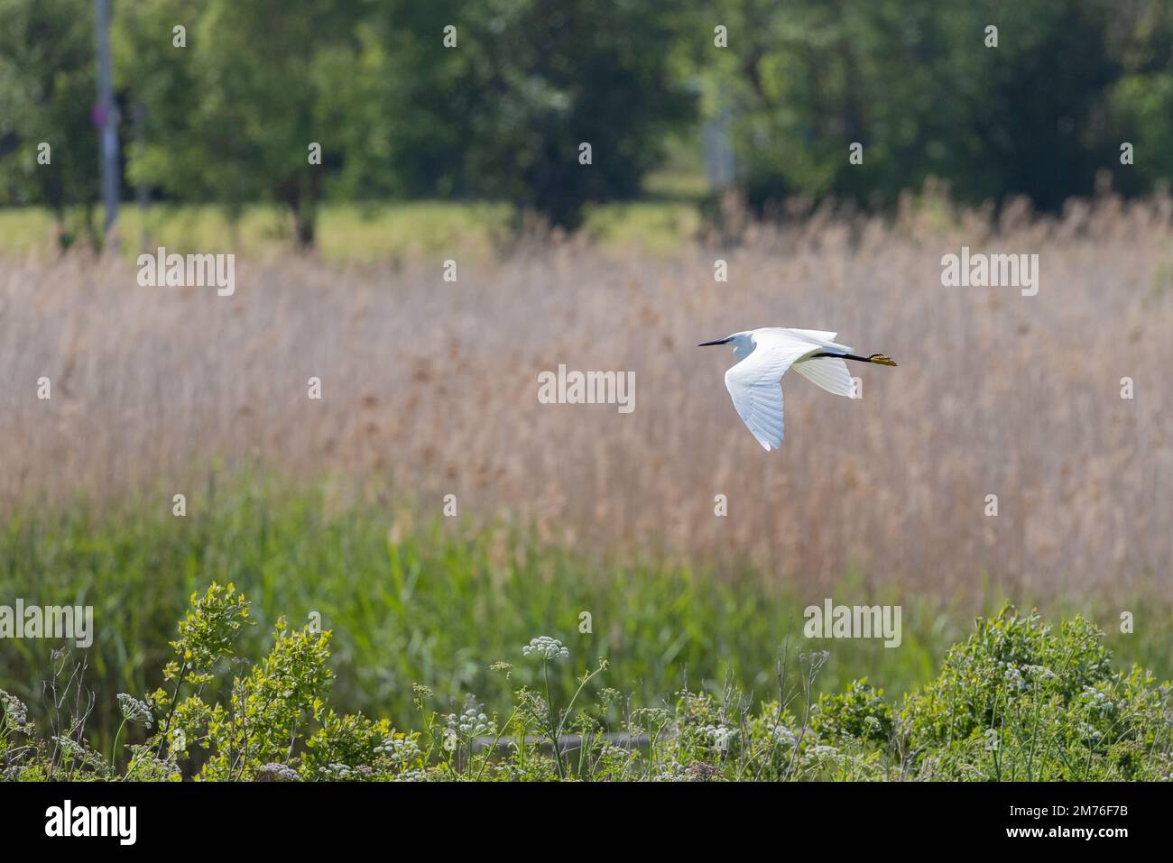 Little egret [ Egretta garzetta ] flying over wild flowers and reeds at nature reserve UK Stock Photo