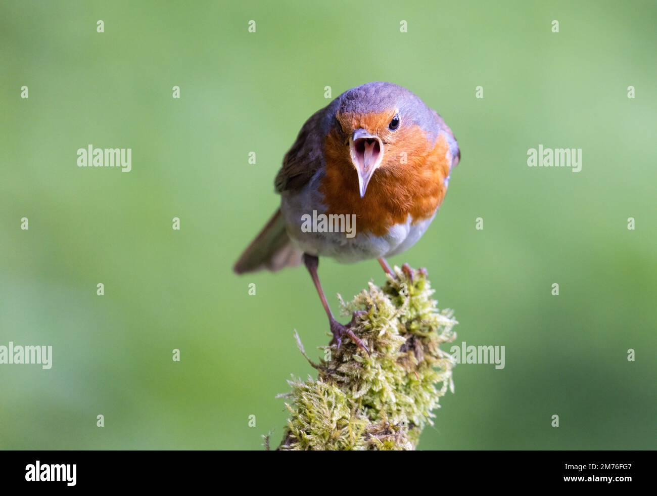 European Robin [ Erithacus rubecula ] shouting aggressively from mossy post Stock Photo