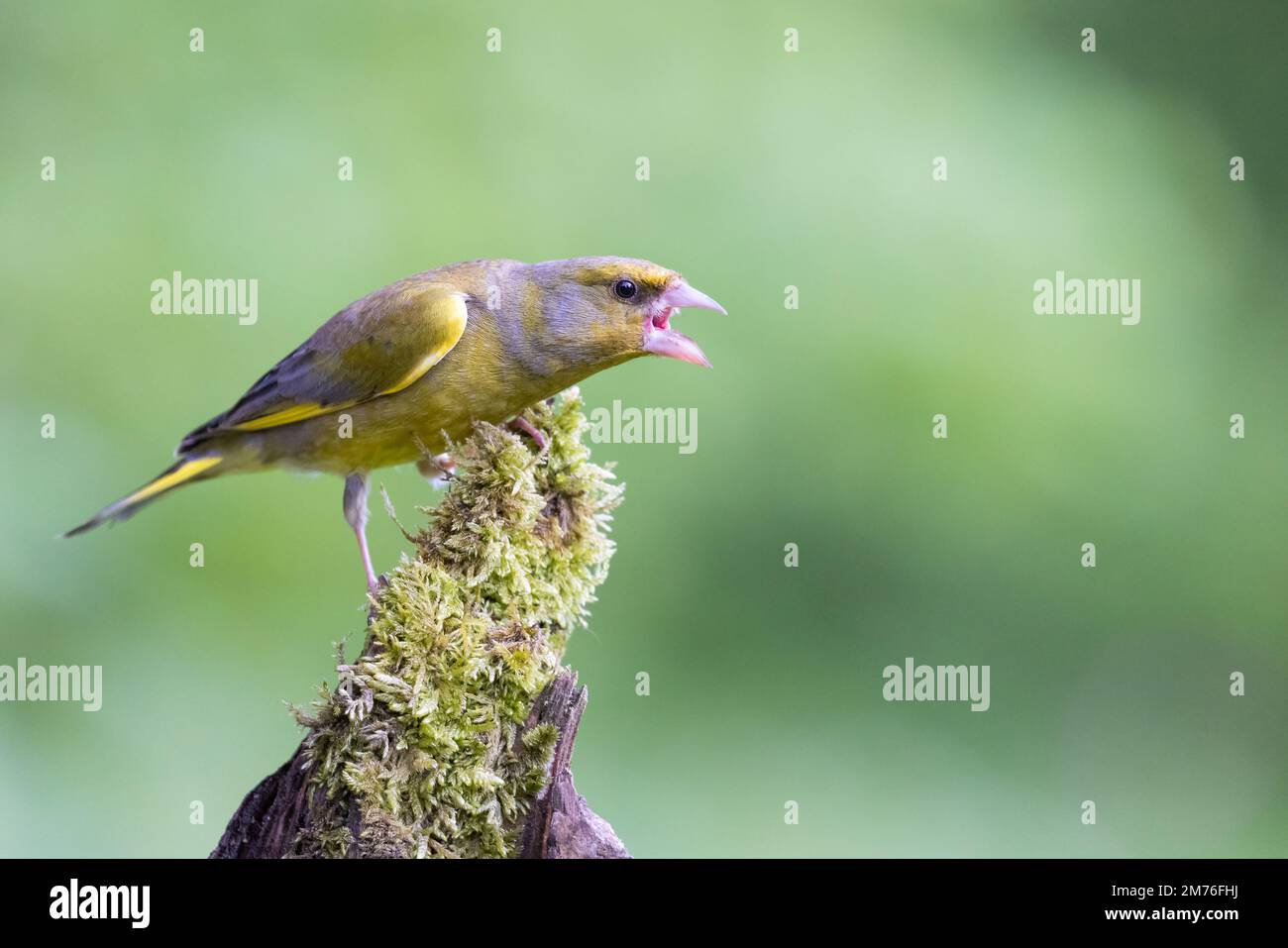 Male European Greenfinch [ Chloris chloris ] shouting aggressively from mossy post Stock Photo