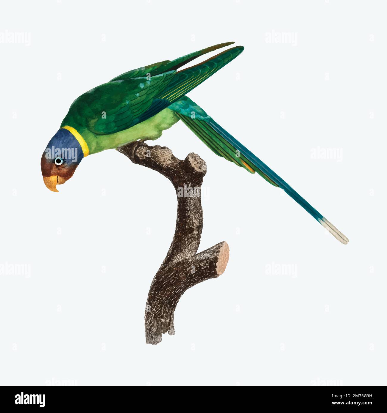 Plum-Headed Parakeet vintage illustration Stock Vector