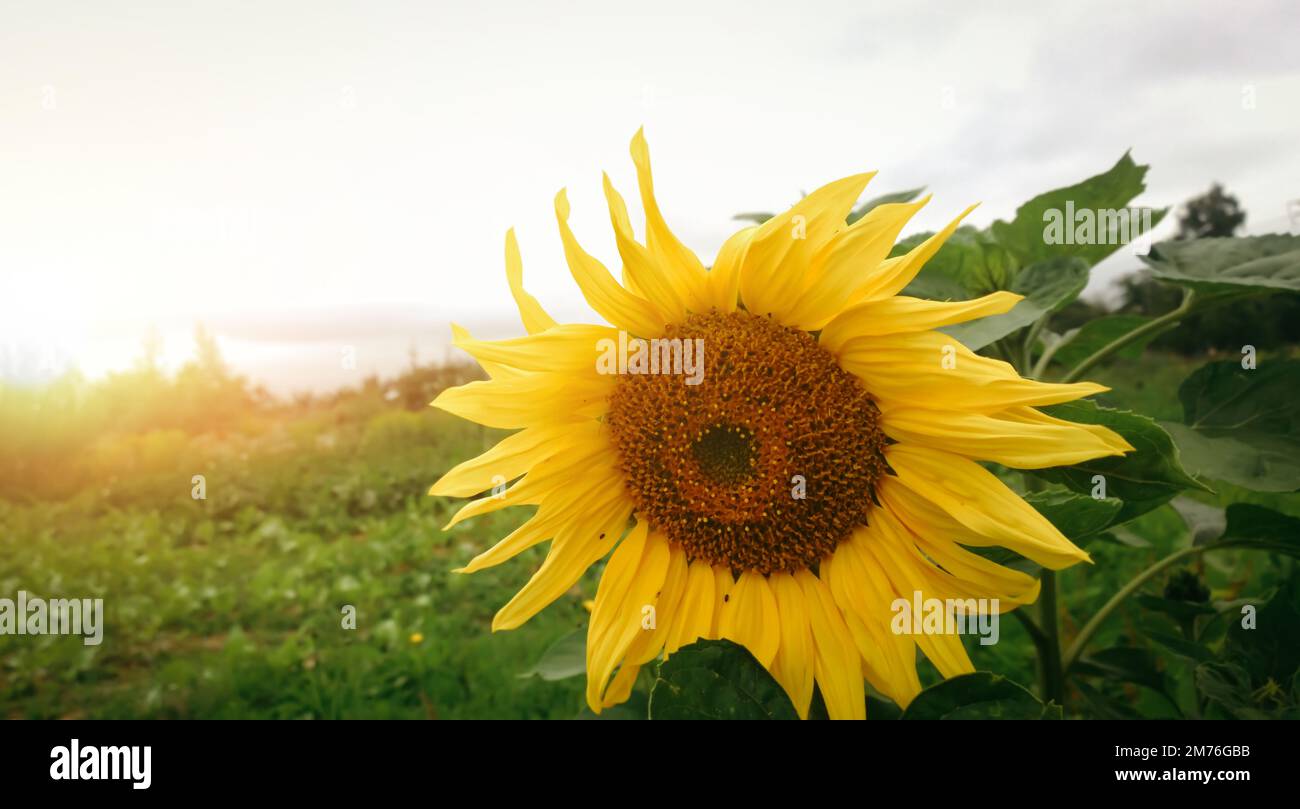 sunflower in the field. photo with copy space Stock Photo - Alamy