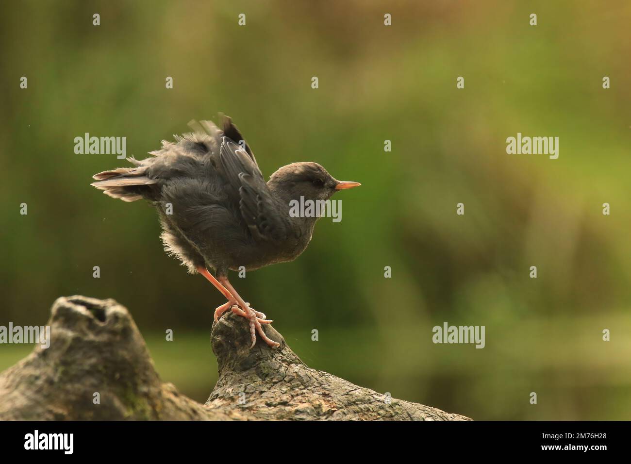 One American Dipper (Cinclus mexicanus) fluffing its feathers while perched on a log by the river. Taken in Victoria, BC, Canada. Stock Photo