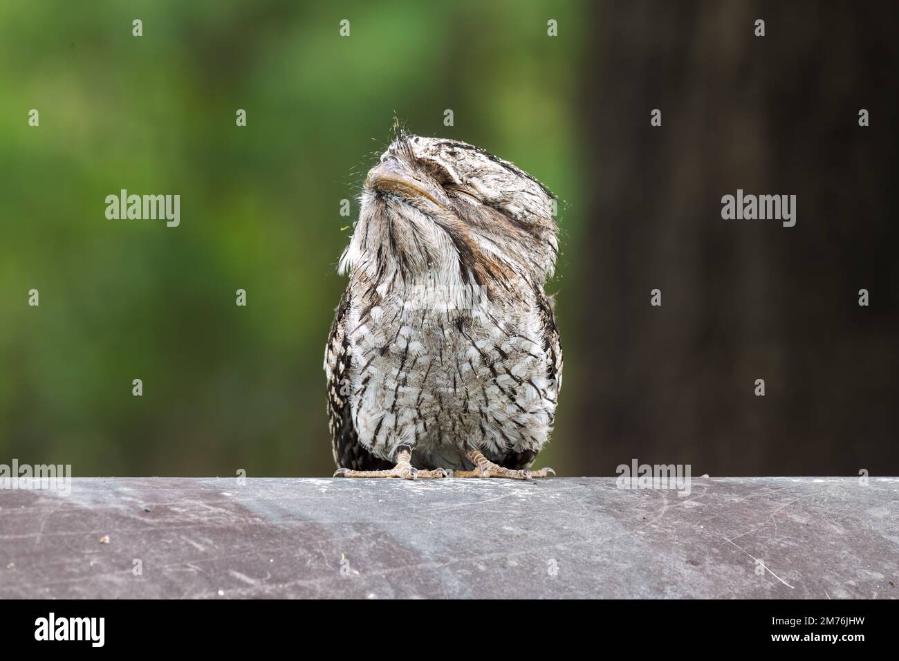 A Frogmouth bird perched on a pipe in the park Stock Photo
