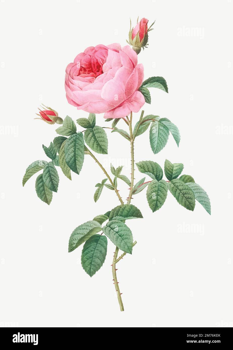 Burgundy Cabbage Rose, the Hundred-Leaves of Bordeaux (Rosa centifolia urgundiaca) from Les Roses (1817–1824) by Pierre-Joseph Redouté. Original from Stock Vector
