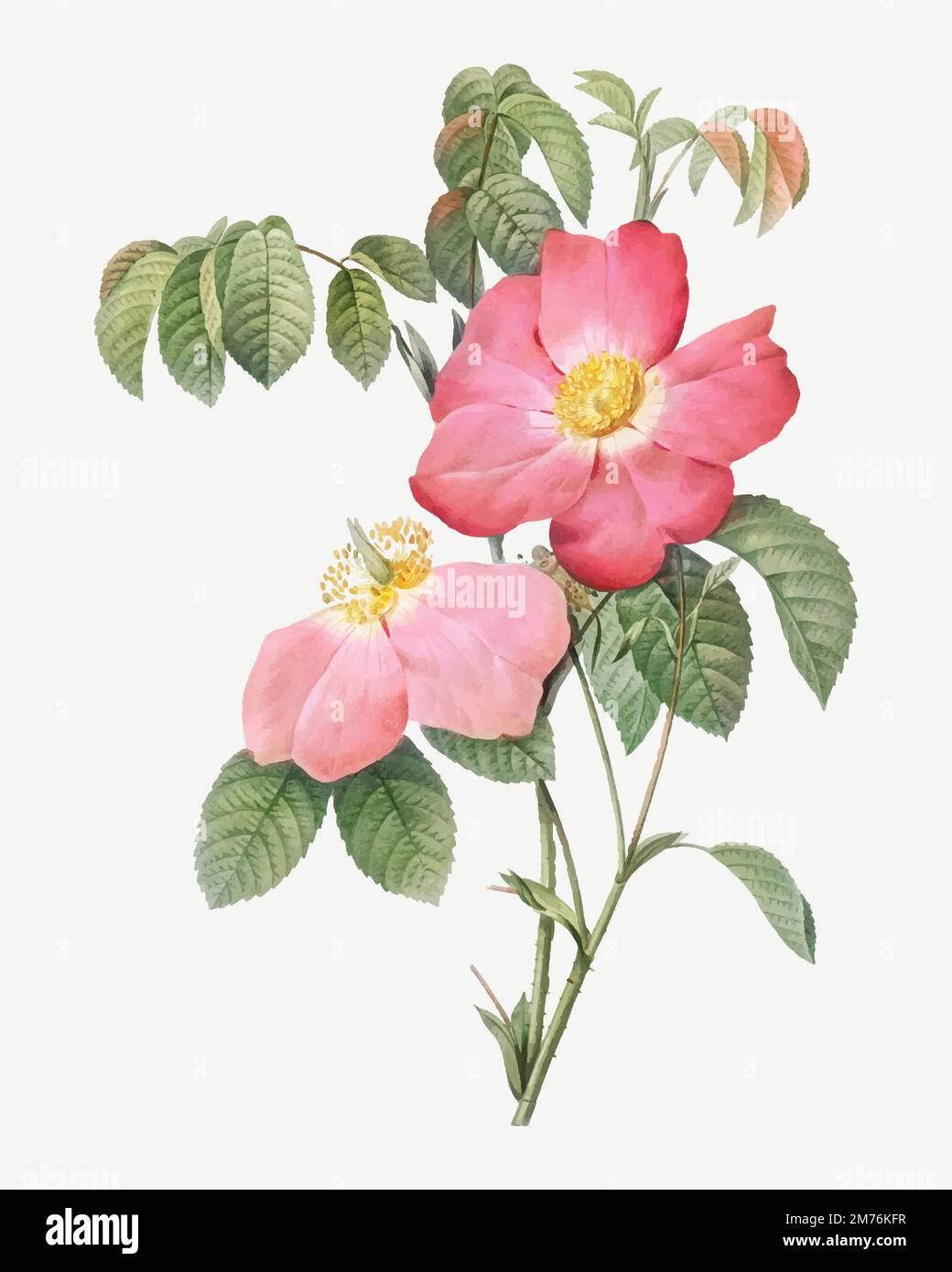 Vintage pink French rose vector Stock Vector Image & Art - Alamy