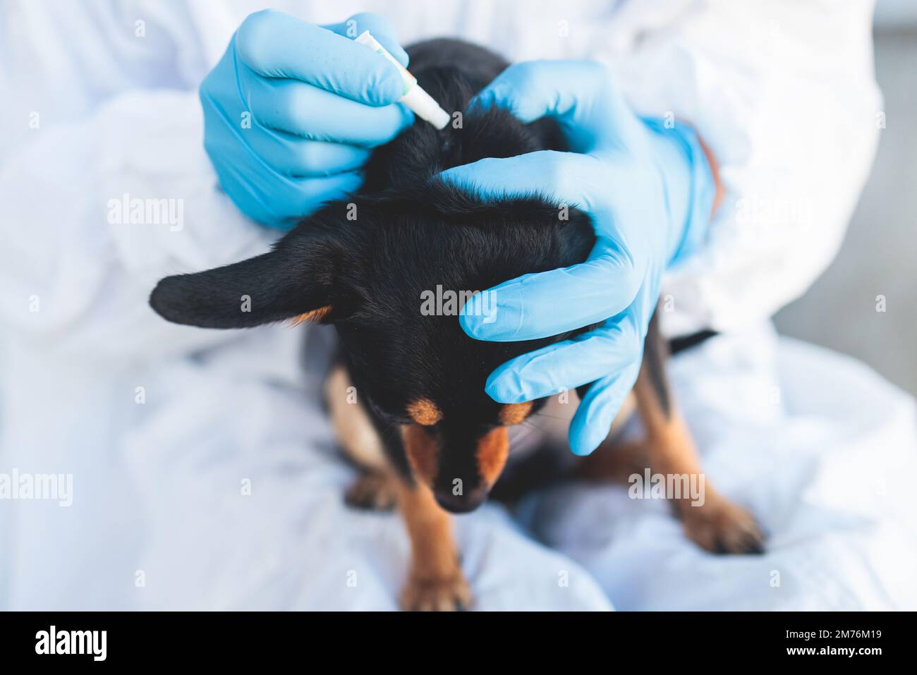Veterinarian specialist holding a small black dog and applying drops at
