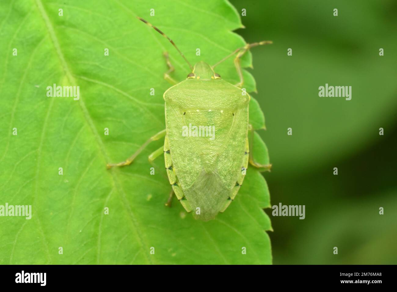 Southern green stink bug crawling on green leaf. Java Indonesia. Nezara viridula. Stock Photo