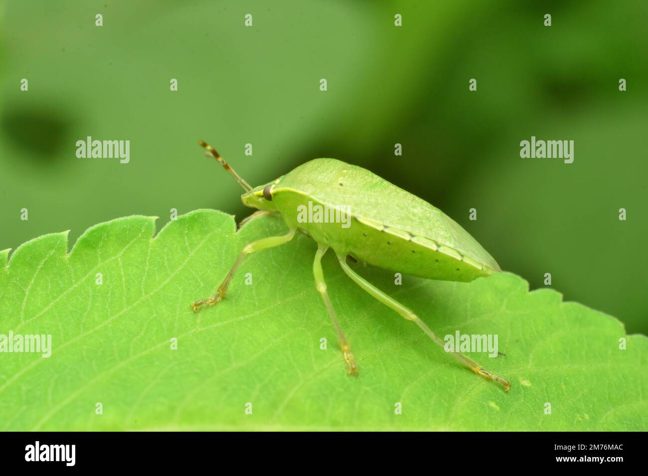 Southern green stink bug crawling on green leaf. Java Indonesia. Nezara viridula. Stock Photo