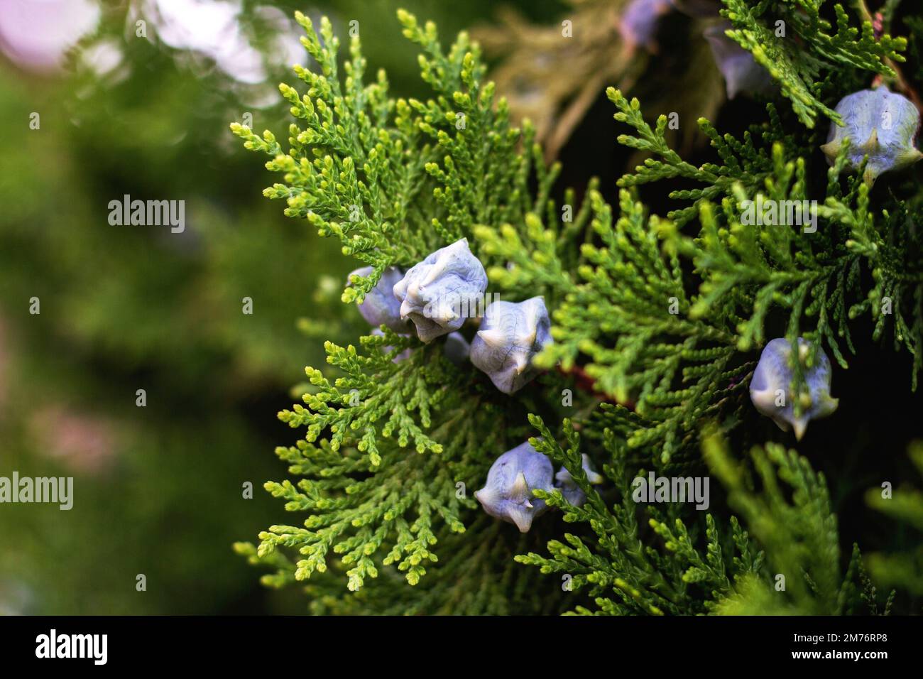 A closeup of green leaves of thuja tree on blurry background Stock Photo
