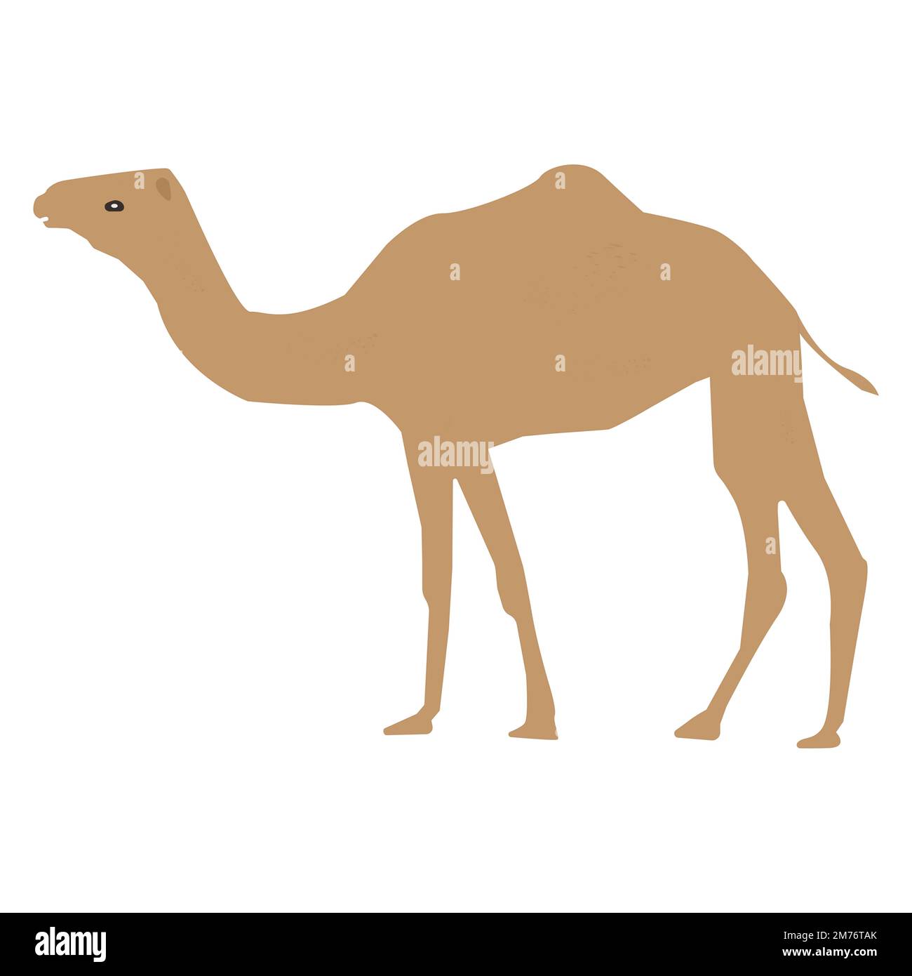 Cartoony Vector Design Of Camel Stock Vector Image And Art Alamy