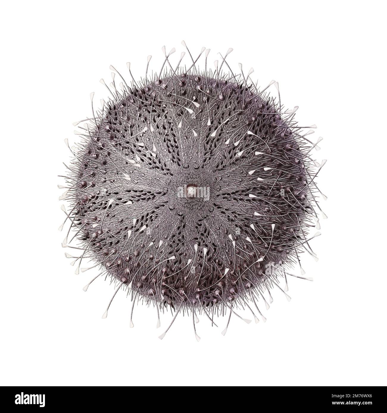 Sperosoma grimaldii, a sea urchin illustration Stock Vector
