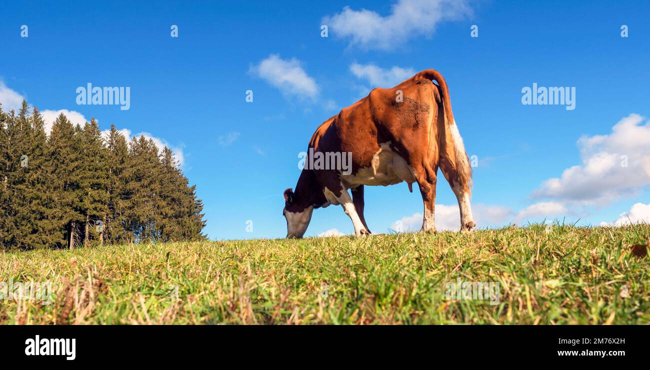 äsende Kuh im Schwarzwald Stock Photo