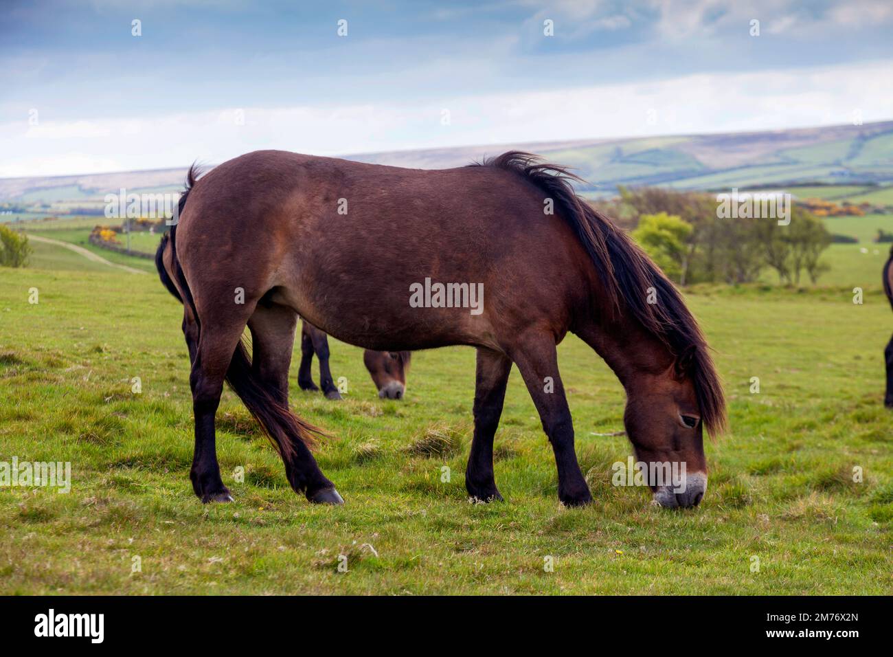 wildes Exmoor Pony, Exmoor-Nationalpark, Grafschaft Devon, England, Großbritannien, Stock Photo