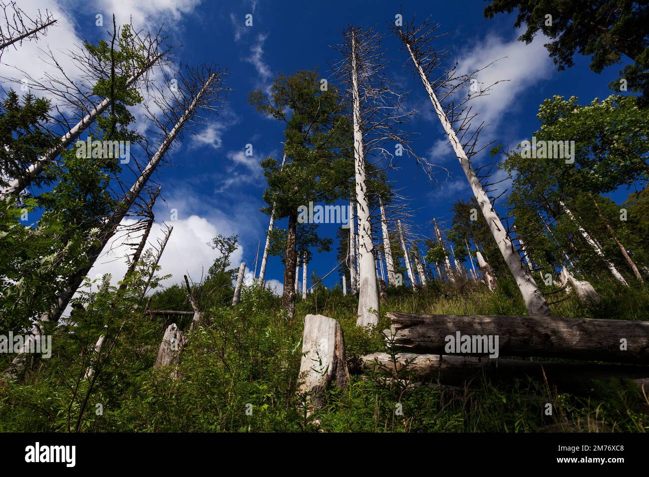 Bannwald am Feldberg im Schwarzwald Stock Photo