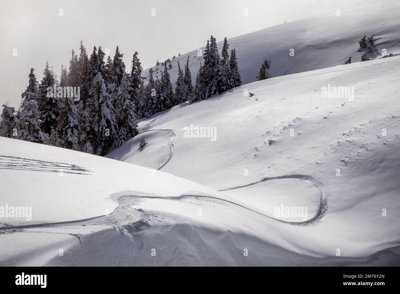 Snow at Hurricane Ridge, Olympic National Park, Washington State, USA Stock Photo