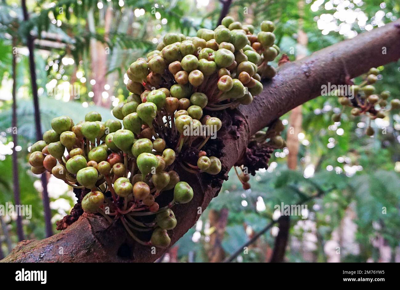 Rosales-Moraceae.Ficus variegata Blume.Plants and gardens.Tropical fig tree.India,Southern China,Solomon islands and South East  Australia.HBL933333 Stock Photo