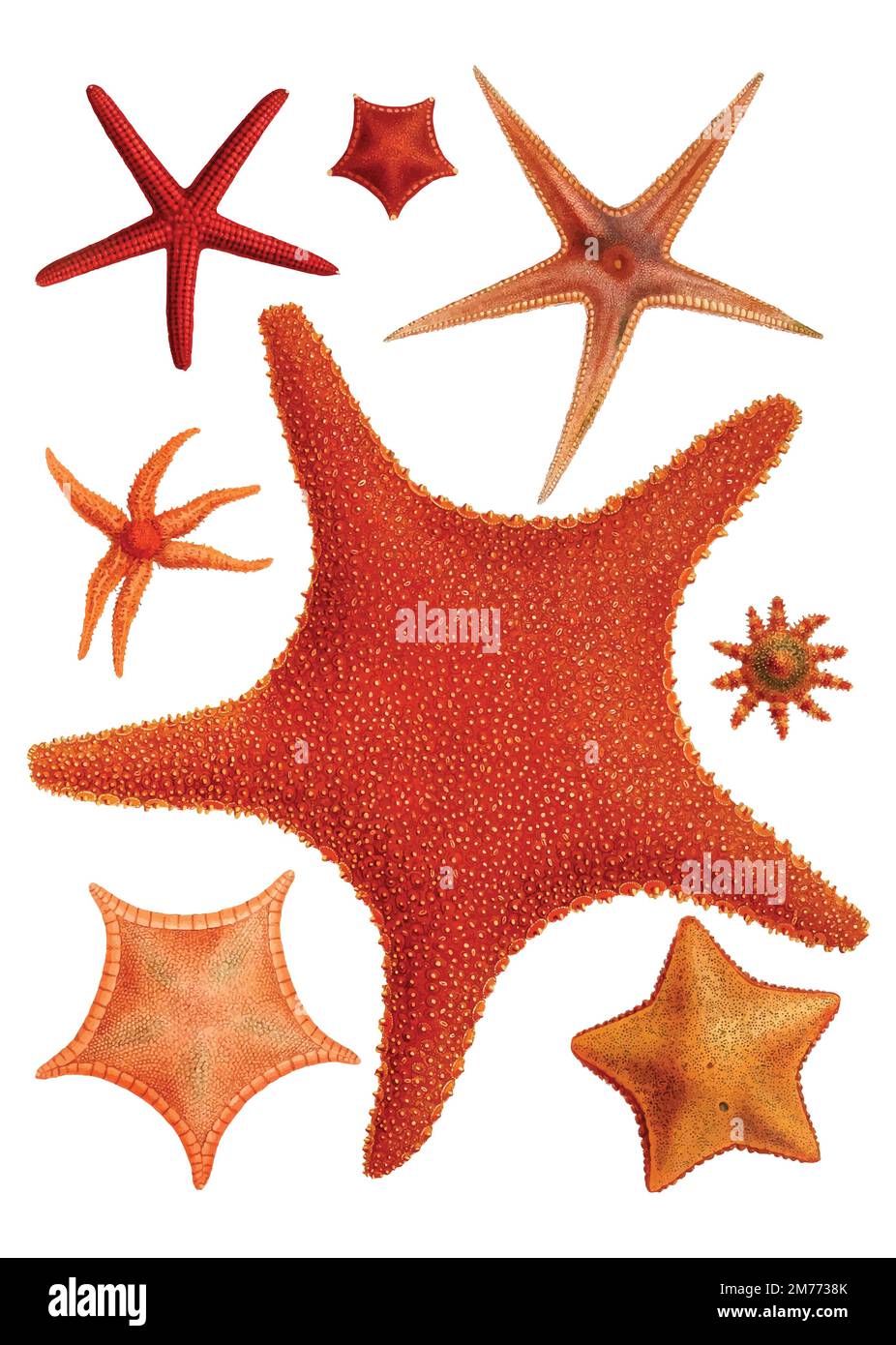 Starfish varieties set illustration Stock Vector