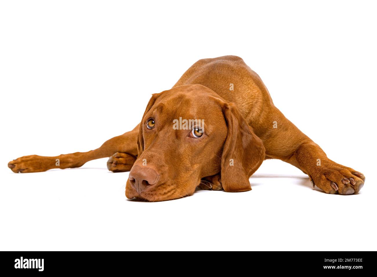 Beautiful hungarian vizsla dog full body studio portrait. Dog lying