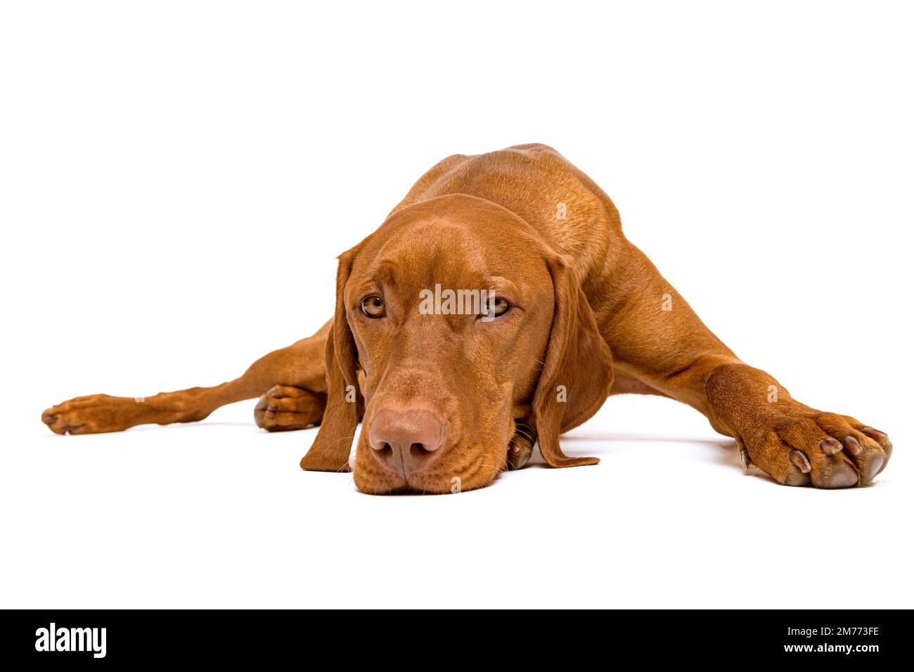 Beautiful hungarian vizsla dog full body studio portrait. Dog lying