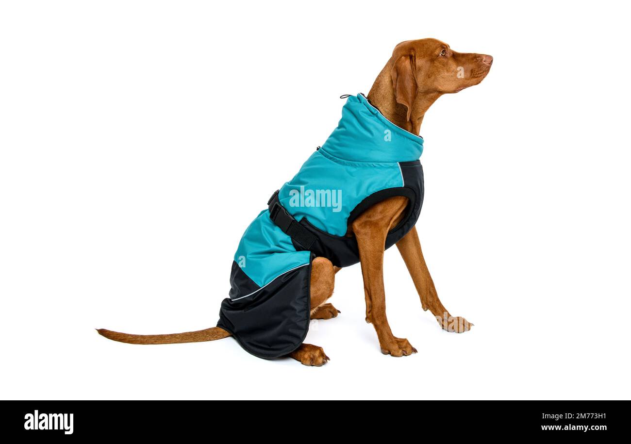 Full length studio portrait of a vizsla dog wearing a winter