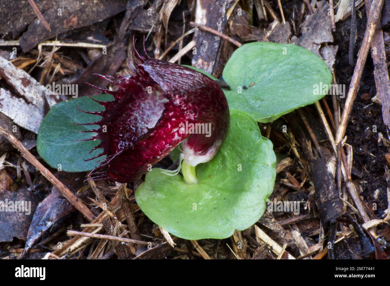 A cluster of Fringed Helmet Orchids (Corybas fimbriatus) with one in flowerQueen Mary Falls Australia Stock Photo