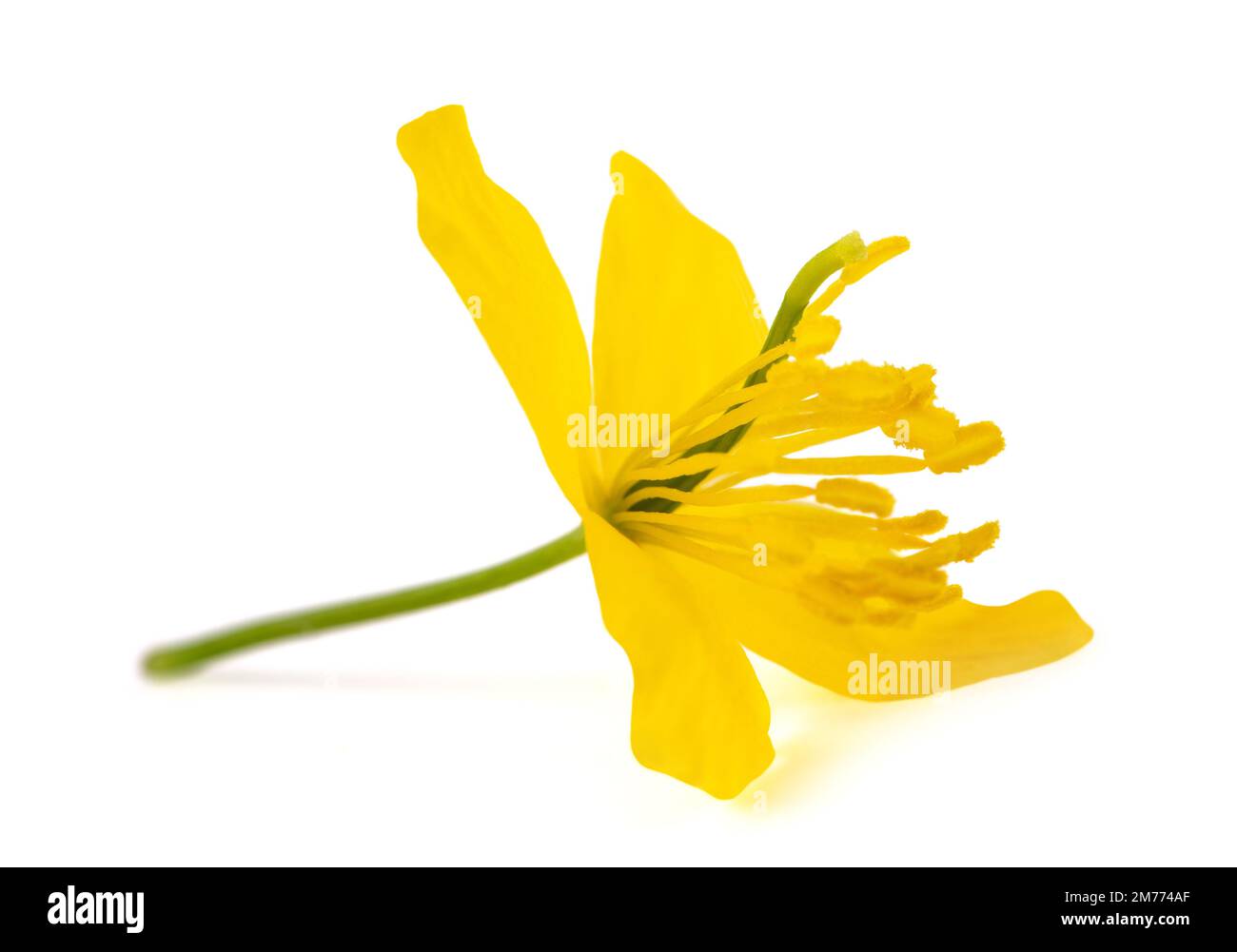 Celandine flower isolated on white background Stock Photo