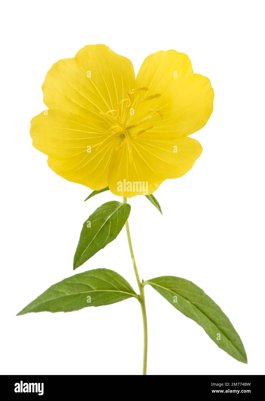 Evening primrose flower isolated on white background Stock Photo