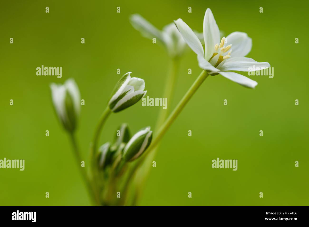 White Grass Lily  Flowers on blurred green Background Stock Photo