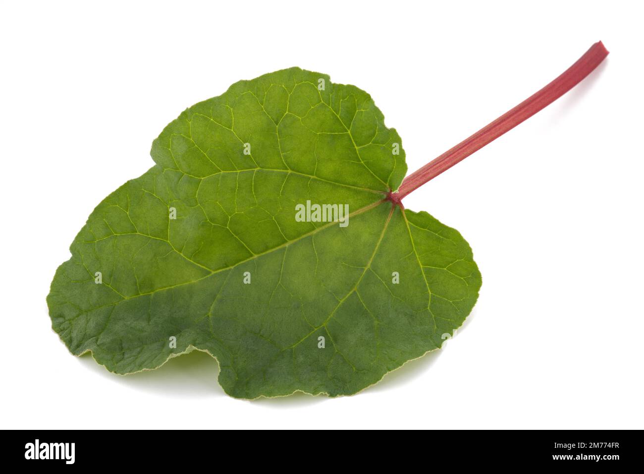 Fresh Rhubarb leaf  isolated on white background Stock Photo