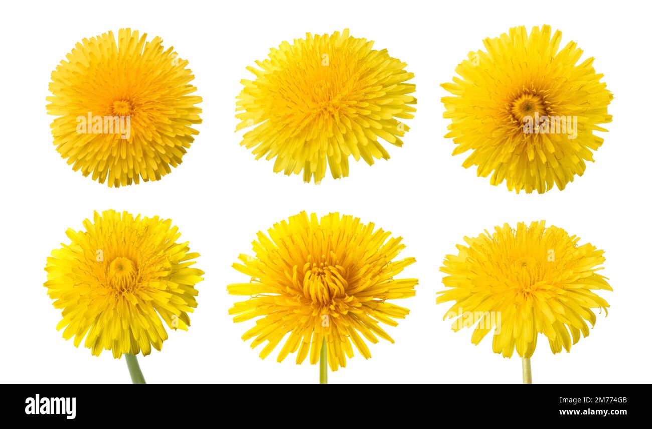 Dandelion flowers set isolated on white background Stock Photo