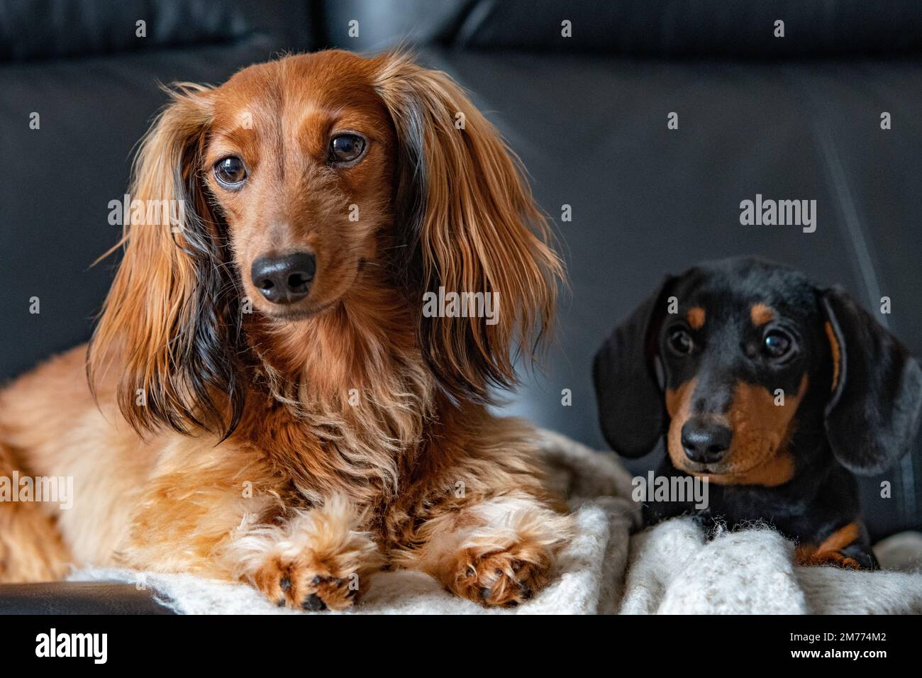 Pair of dacshunds Stock Photo