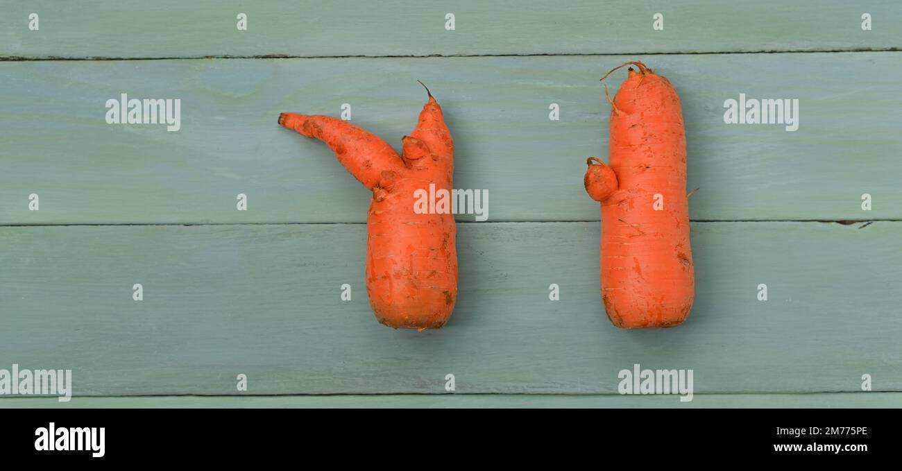 two odd-shaped unusually carrots. on wooden background Stock Photo