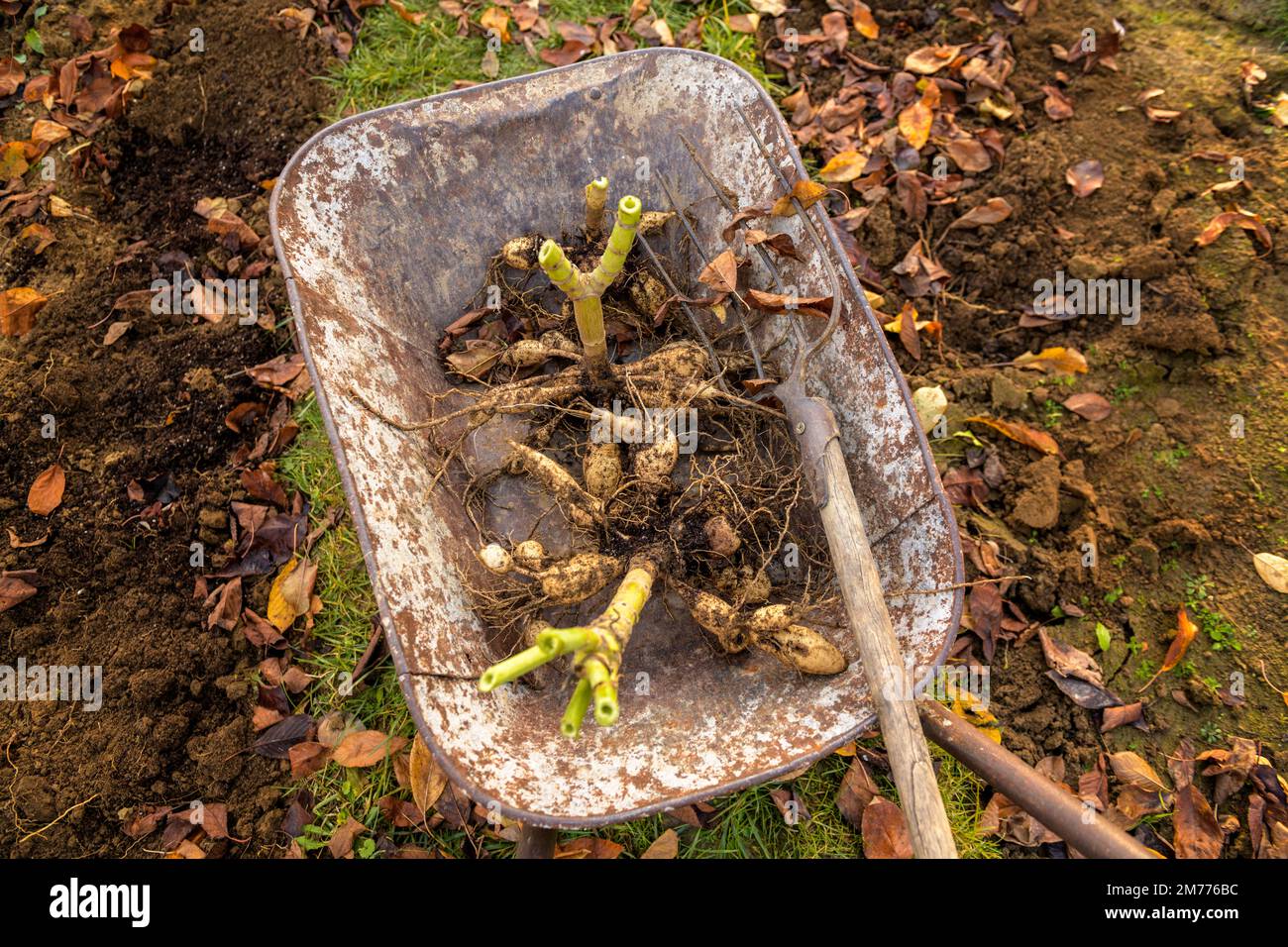 Wheelbarrow with freshly lifted dahlia tubers ready to be washed and