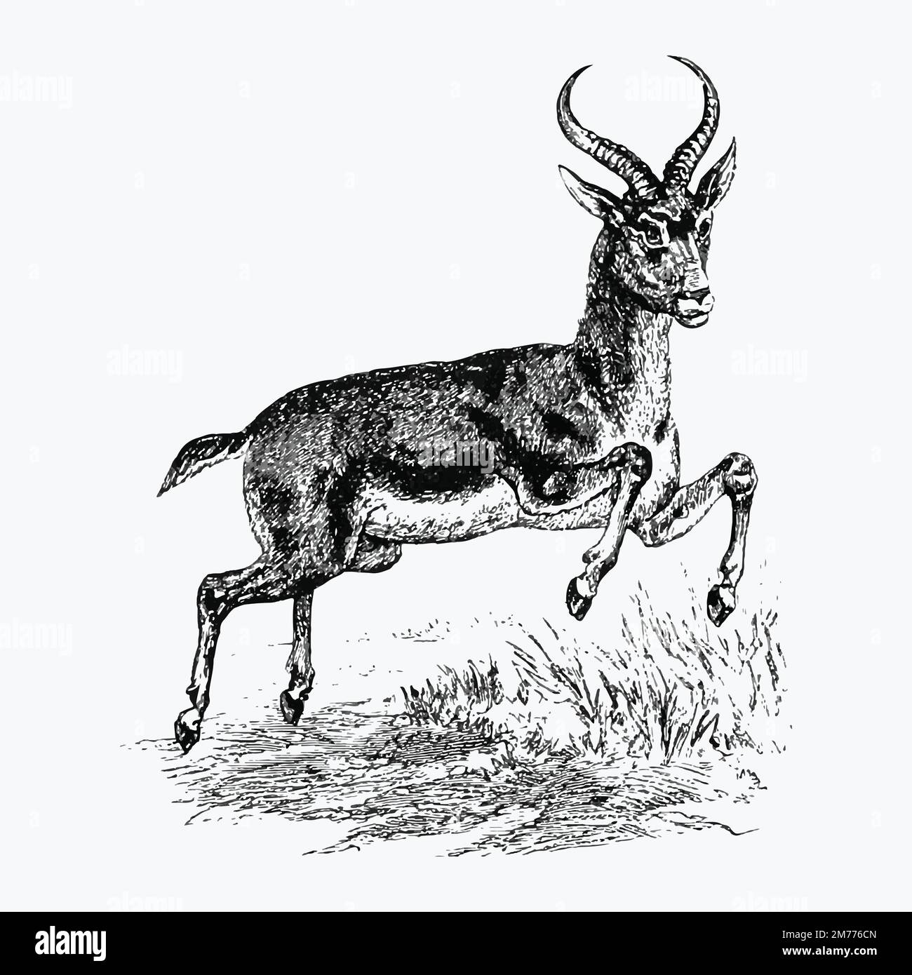 Buck deer from Portuguese Expedition To Muatianvua. Ethnographie And Traditional History Of The People Of The Lunda ... edited by H. Casanova (1890). Stock Vector