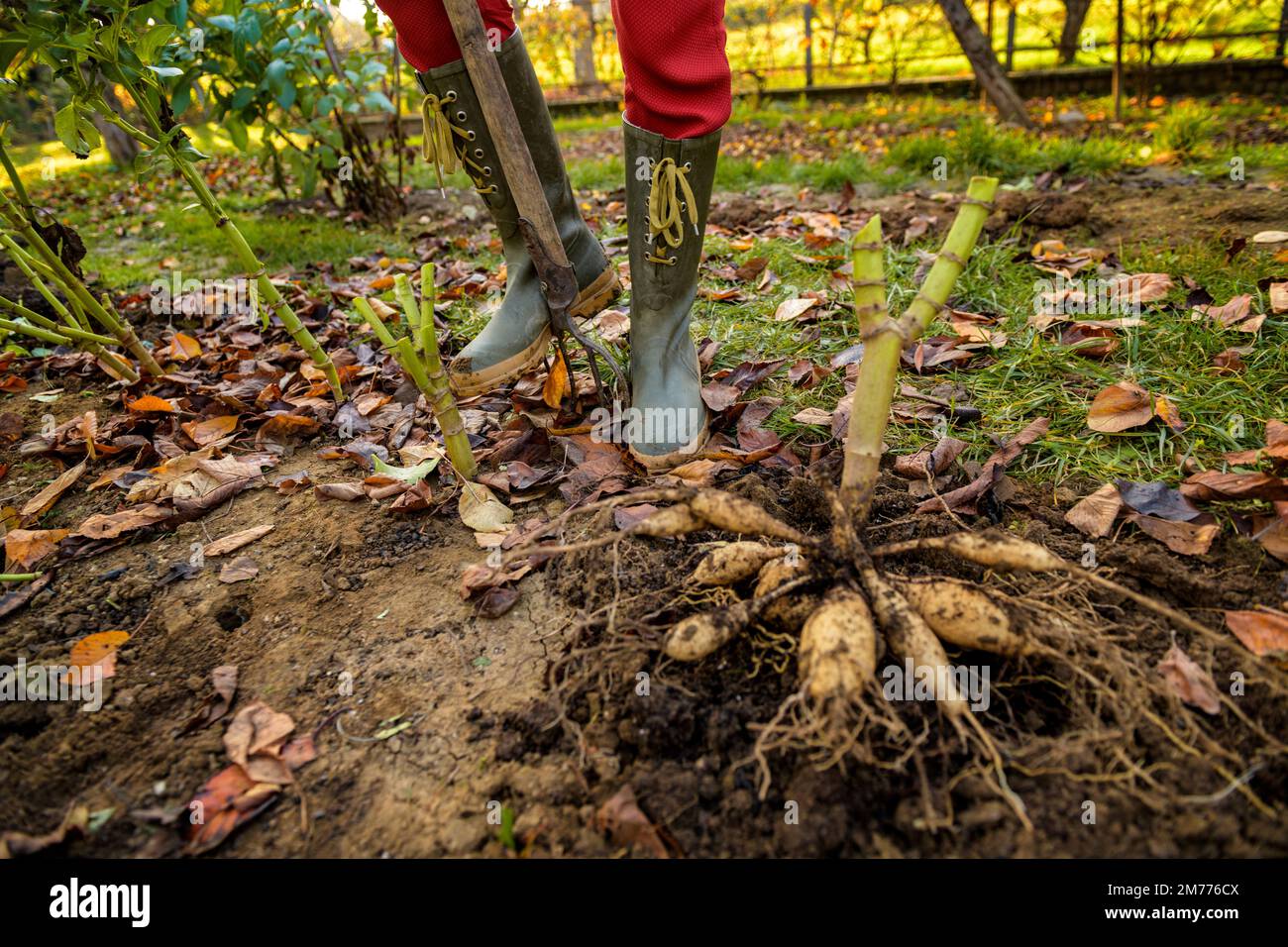 Woman digging up dahlia plant tubers using pitchfork, preparing them