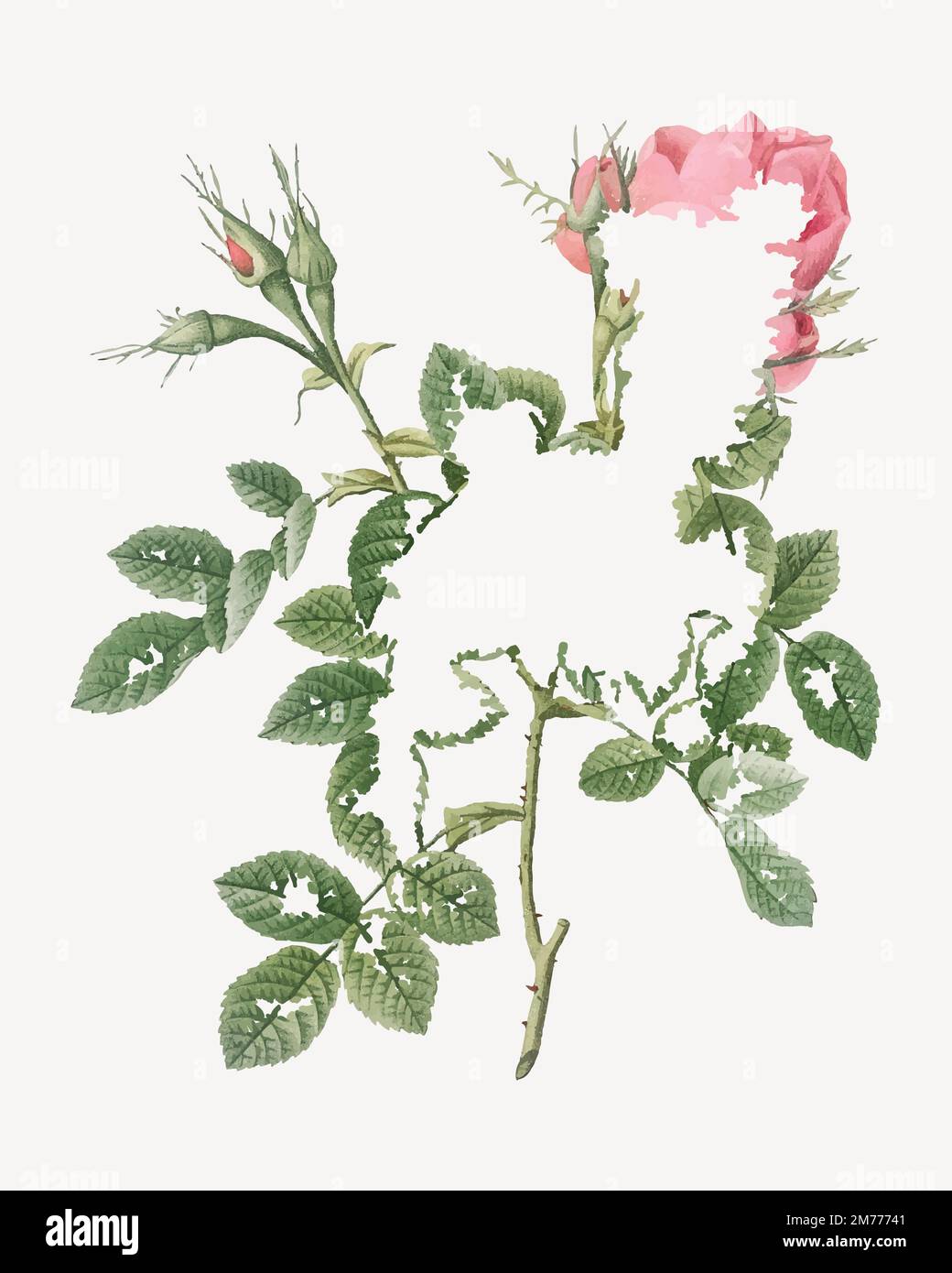 Vintage dwarf four seasons rose vector Stock Vector