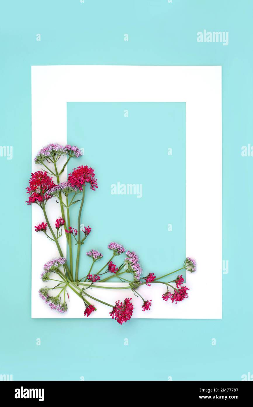 Red and pink valerian herb flower plant background frame. Flowers can be used to make perfume. Minimal border botanical nature study composition. Stock Photo