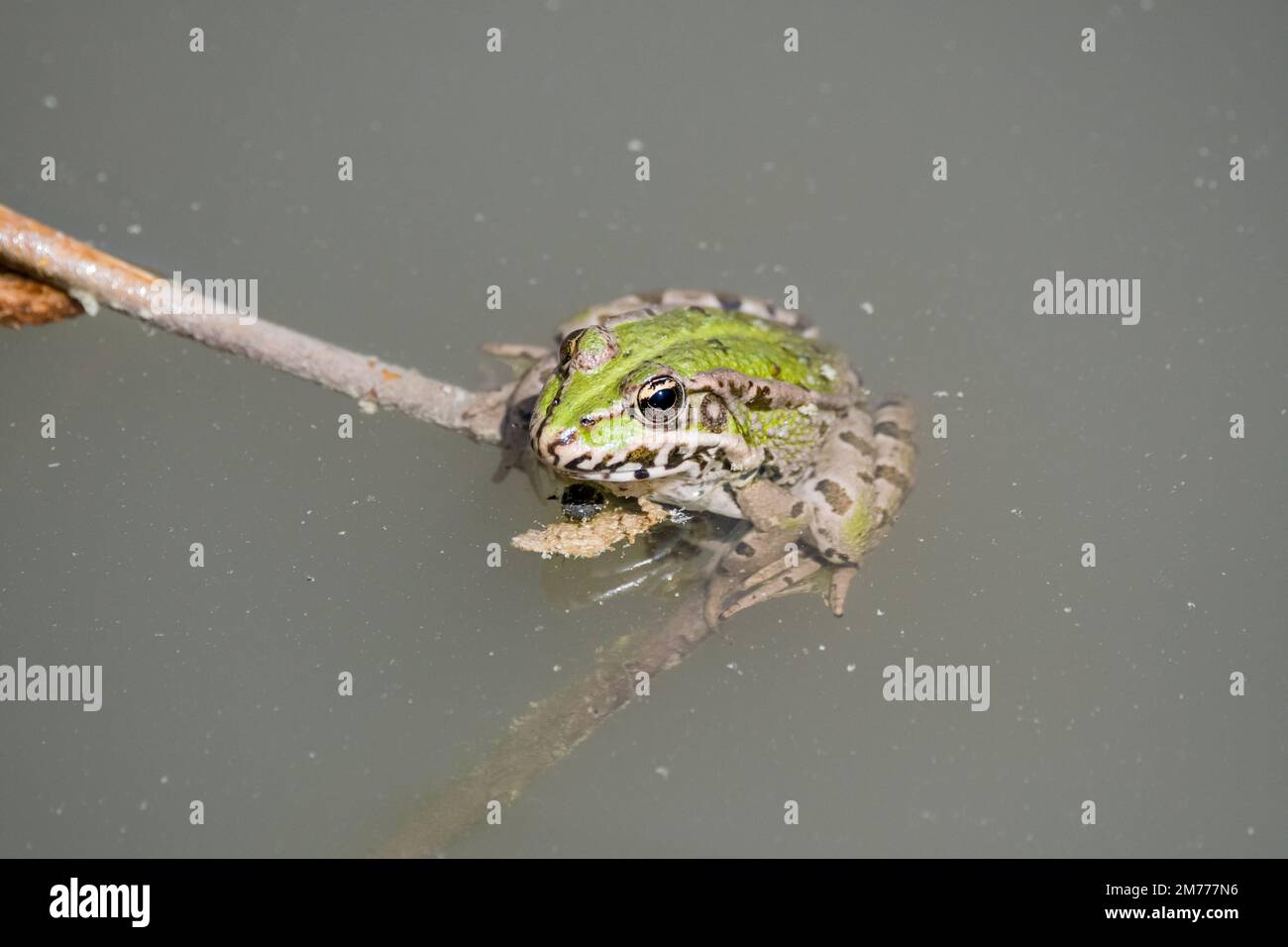 Iberian green frog, Pelophylax perezi, on a branch in the middle of the pond Stock Photo