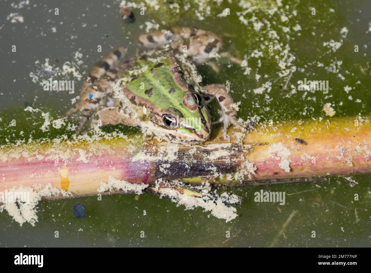 Iberian green frog, Pelophylax perezi, on a branch in the middle of the pond Stock Photo