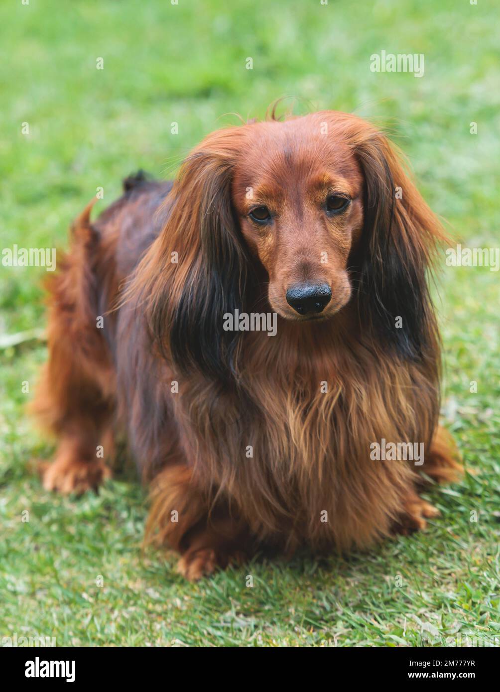 Dachshund long haired hi res stock photography and images Page