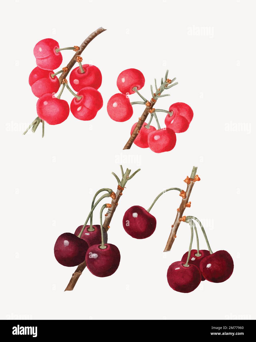 Vintage painting fruit Stock Vector Images - Alamy