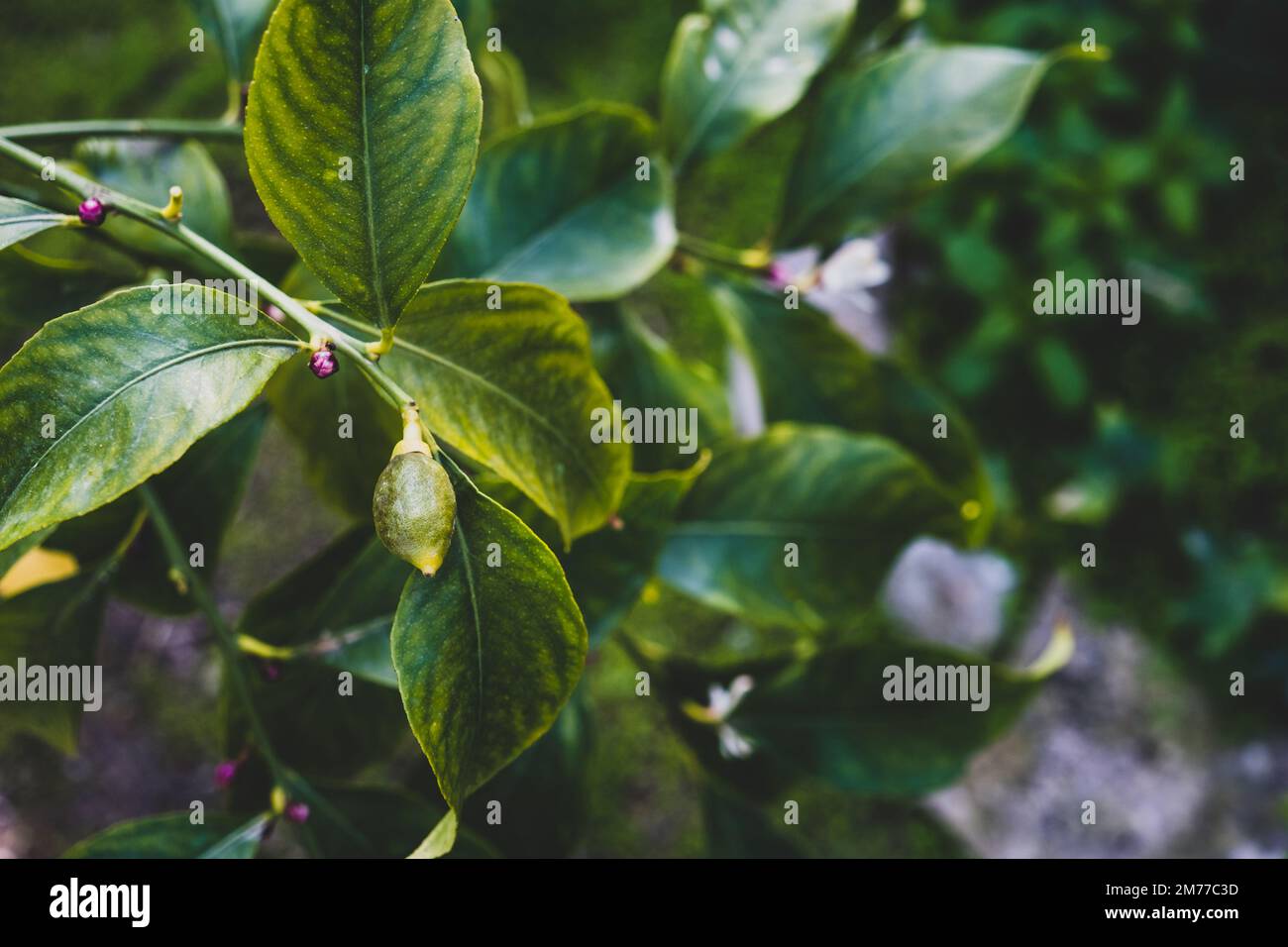 New growing tiny lemons growing on the tree. Selective focus, close up Stock Photo