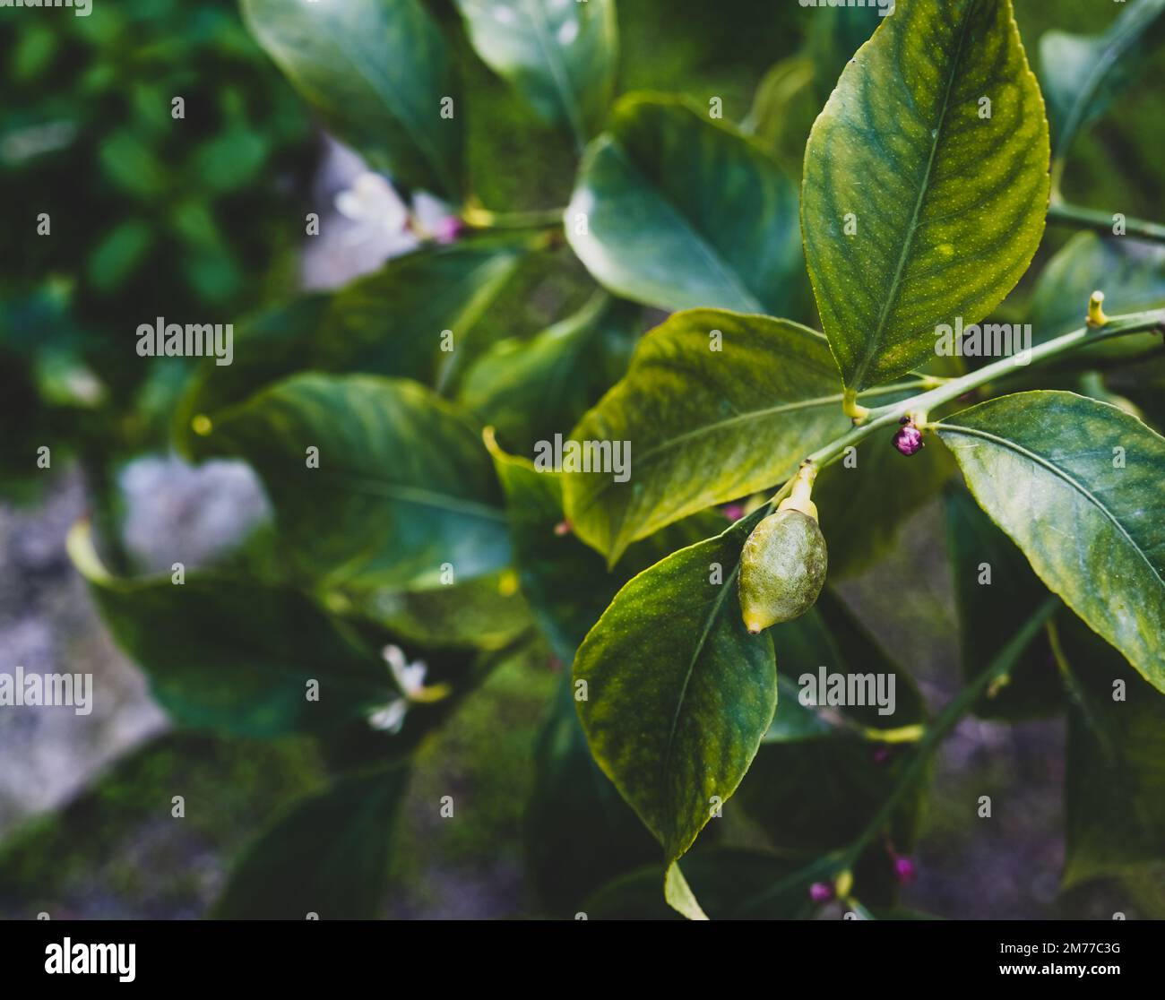 New growing tiny lemons growing on the tree. Selective focus, close up Stock Photo
